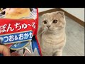 【おやつ】まるでゼリー？！贅沢ぽんちゅ〜る食べてみた【スコティッシュフォールド】