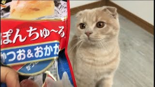 【おやつ】まるでゼリー？！贅沢ぽんちゅ〜る食べてみた【スコティッシュフォールド】