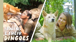 Steve's favourite wild dogs  Dingoes! | Australia Zoo Life