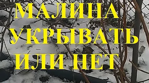 Малина. Нужно ли укрывать на зиму.
