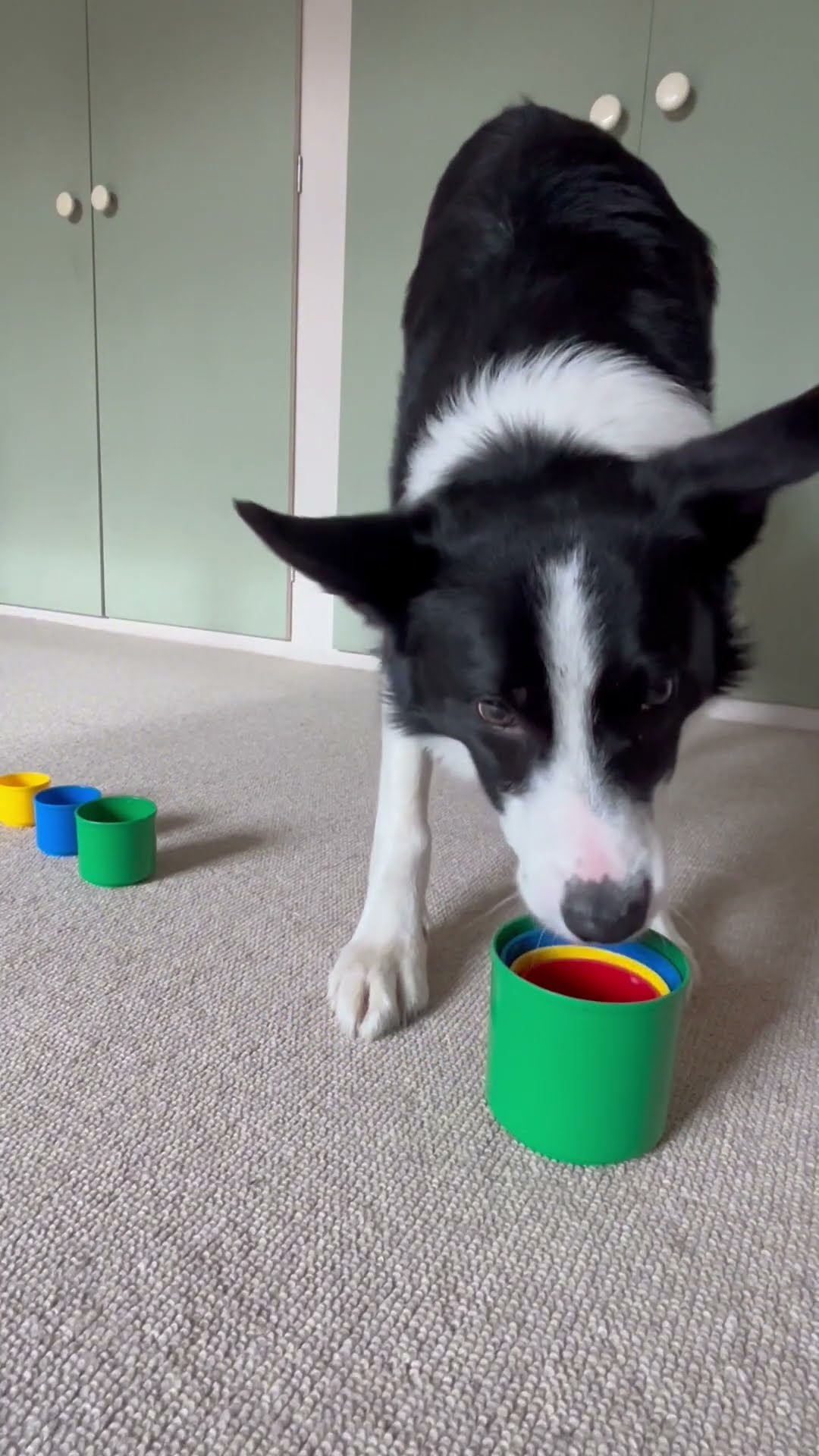 Border Collie Plays With Stacking Cups || ViralHog
