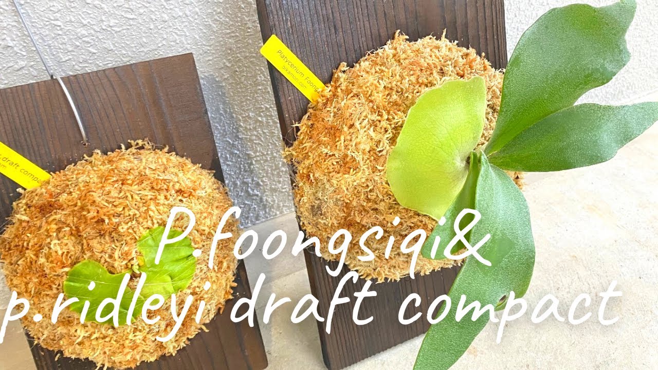 ビカクシダ フーンシキ&リドレイドラフトコンパクト P.foongsiqi&P
