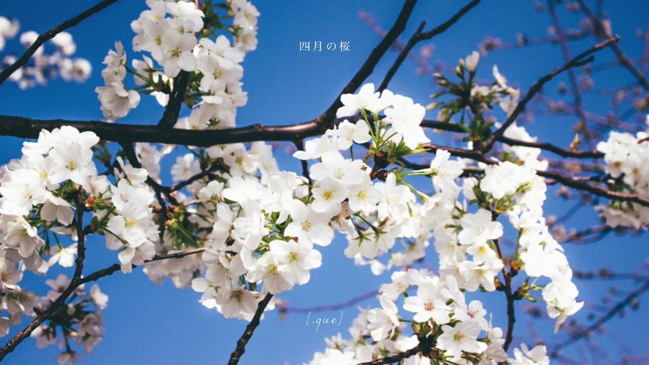 que] - 四月の桜 (Official Audio) - YouTube