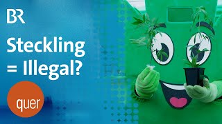 Hanfstecklinge in Bayern: Streit um Legalität & Schikane?