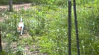 Chihuahua Vs. The Alpacas