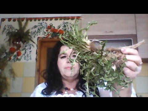 Władyslawa Bak Życzenia dla Pani Agaty pierwszej Damy, Mniszek lekarski cenny od złota 884959320 miłość meaning