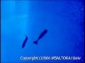 ツラナガコビトザメ（東海大学海洋科学博物館） の動画、YouTube動画。