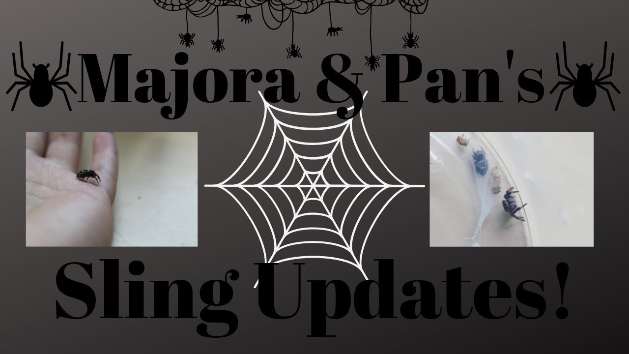 jumping spider dance Phidippus Regius Sling Updates!