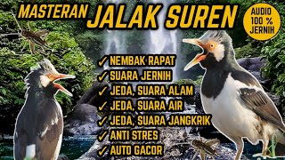 SUARA MASTERAN JALAK SUREN NEMBAK RAPAT ! JEDA, TERAPI AIR & ALAM. ANTI STRES !