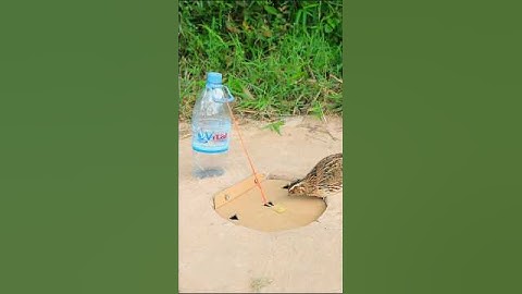 Method Bird Trap - Quail Trap #creative bird trap #shorts