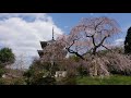 平成最後の咲き誇る桜達