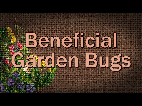 Video: Beneficial Garden Bugs - Tiltrækning af piratbugs til haven