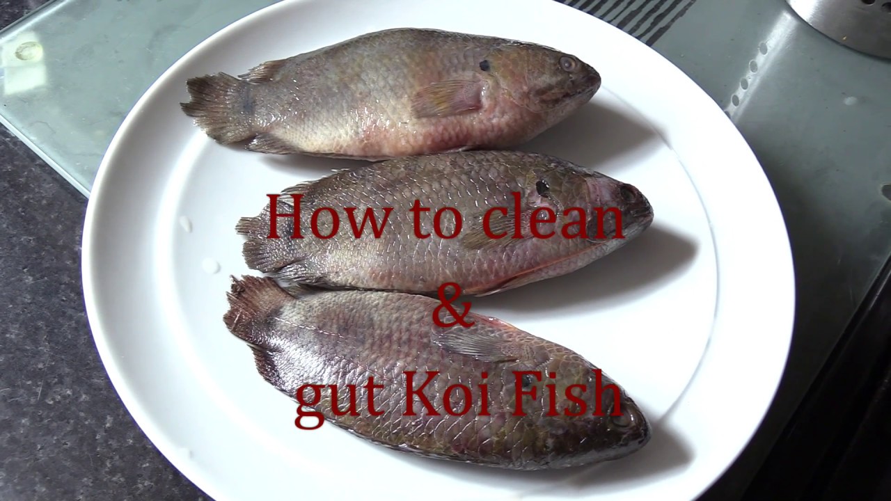 How to clean & prepare Bengali Koi Fish for cooking - YouTube