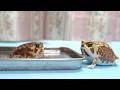 Play a prank on the Rain frogs