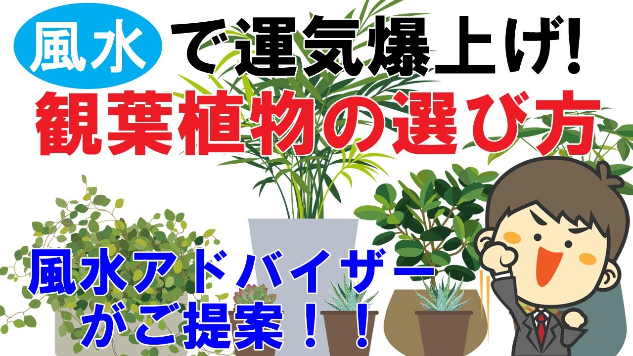 運気が上がる観葉植物の選び方 種類や特性と風水効果の関係 運気が上がる観葉植物の選び方 種類や特性と風水効果の関係