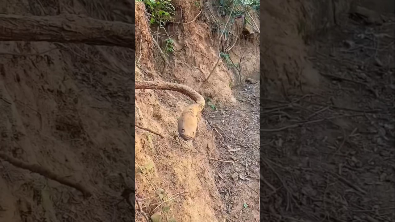 Смотреть «🐍😱 Wait… That Wasn’t a Snake?! 😂🌿» на YouTube Смотреть «🐍😱 Wait… That Wasn’t a Snake?! 😂🌿» на YouTube