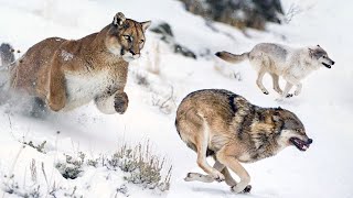 The cat that even WOLVES run from! Cougar is an expert in Attack and Defense!