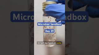 Sandbox Day 29: Brine shrimp is cool🤤 #viralshort #science #experiements #microscope #viral