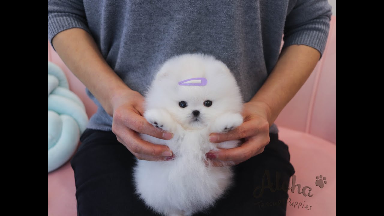 Micro Teacup Pomeranian Here Aloha Teacup Puppies Youtube