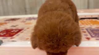 タイニープードル　女の子　2026213生まれ