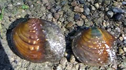 Evolution of shell morphology in freshwater mussels