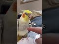 オカメのお腹のラインが可愛い　#shorts #オカメインコ