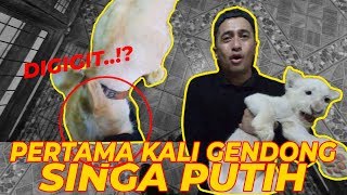 PERTAMA KALI GENDONG SINGA PUTIH SAMPE DIG1G1T..! | Panthera leo krugeri