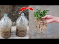 How to Grow Roses from Cuttings in plastic bottles for beginners