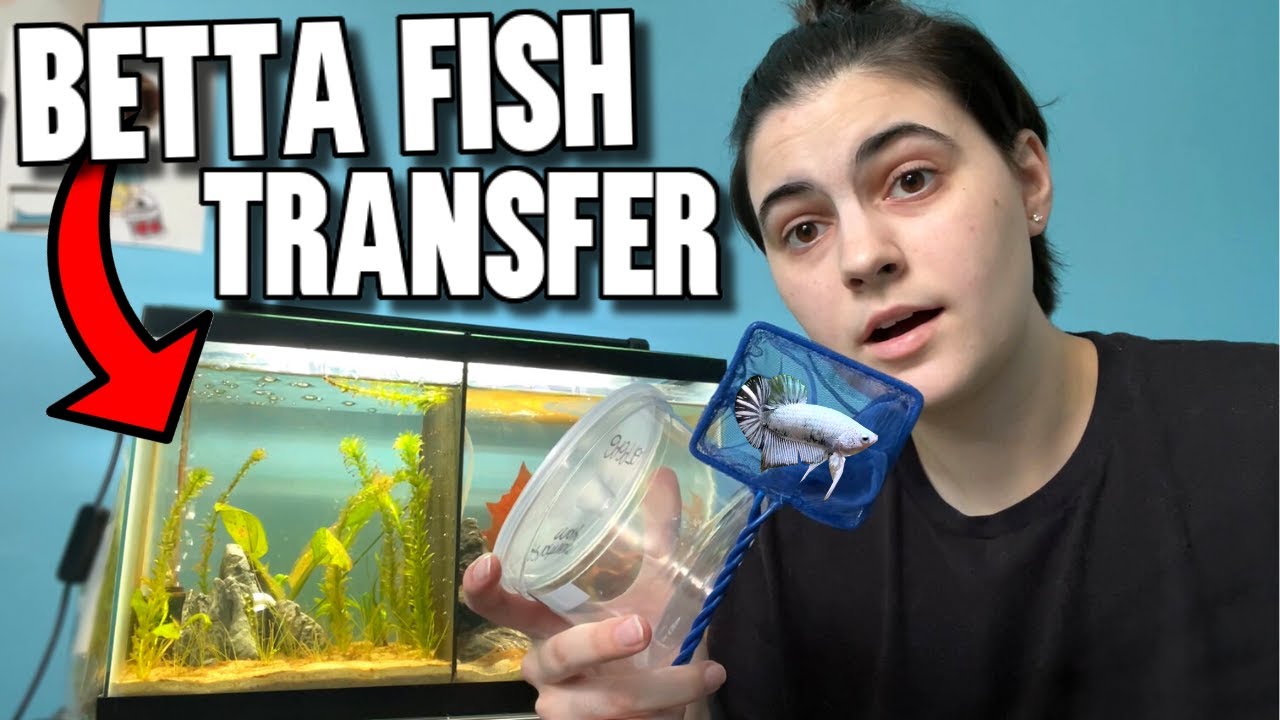 TRANSFERRING My RARE DRAGON BETTA FISH Into *10 GALLON FISH TANK* YouTube