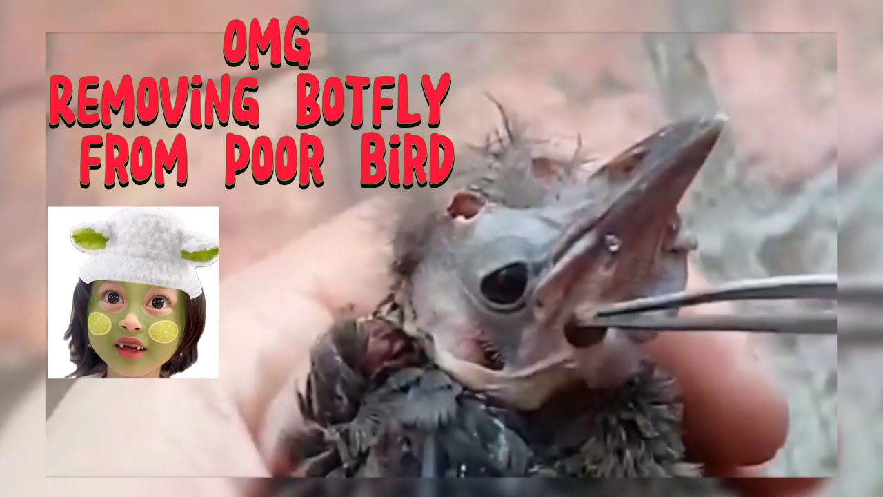 Removing Botfly from poor bird #video #satisfying #birds - YouTube