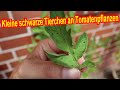 Kleine schwarze Fliegen / Tierchen an Tomatenpflanzen - Schwarze Blattläuse mit Flügeln bekämpfen