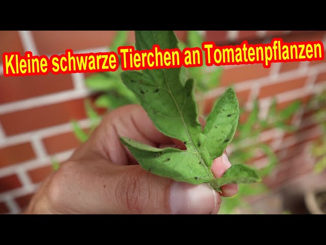 Kleine schwarze Fliegen / Tierchen an Tomatenpflanzen - Schwarze Blattluse  mit Flgeln bekmpfen - YouTube
