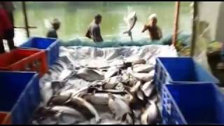 Farm Fish harvesting from Kerala