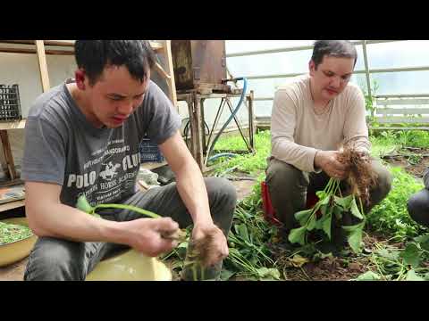 Video: Органикалык жашылча бакчасын өстүрүү