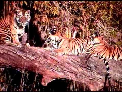 Tiger in Bandhavgad park India video by Shirishkum...