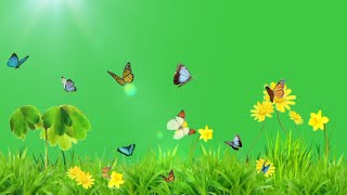 Flower with butterfly flying green screen video effects | Flower green screen | Green screen flower