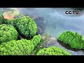 候鸟翩翩起舞，这样的生态美景宛如人间仙境 | CCTV