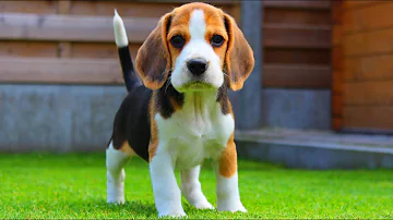 Quel est le plus petit Beagle ?
