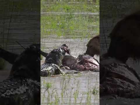 Lion battles Crocodile