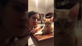 Bona Bongo Cha Cha Cha Cat Edition Face Swap