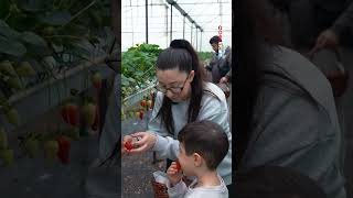 Dalından Taze Taze, Mis Kokulu Çilekler Toplamak Ister Misiniz?