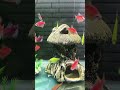 #hocac #cacanh #aquarium #fishtank #aquascape #relaxing #chill #petfish #hocacmini #aquariumlife