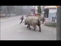 Lockdown in Nepal:   Rhinoceros try to hit a man on a street