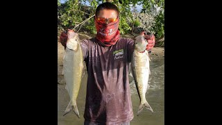 Shad fishing on the Sacramento river with Notorious Custom Jigs Ghost Jigheads Phil nomenal Jigheads