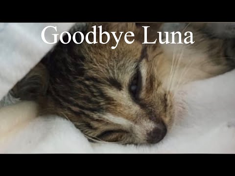 a-kitten-who-is-desperate-with