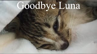 A Kitten Who is Desperate With It's Life. Episode.3 l End Of The Story