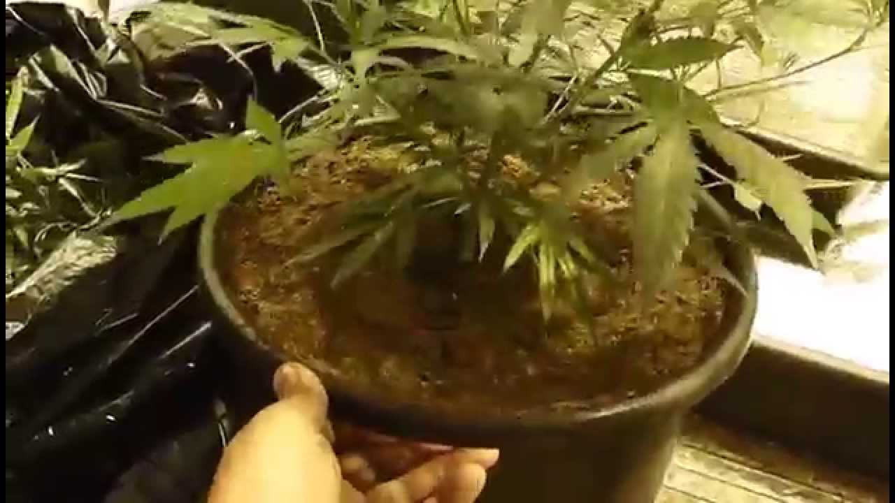 Exodus cheese - vegetative cycle