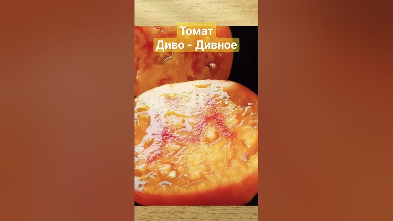 Крупноплодный томат Диво-Дивное. - YouTube