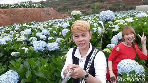 Đà Lạt vườn hoa cẩm tú cầu