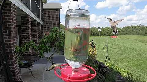 Hummingbird Time Lapse